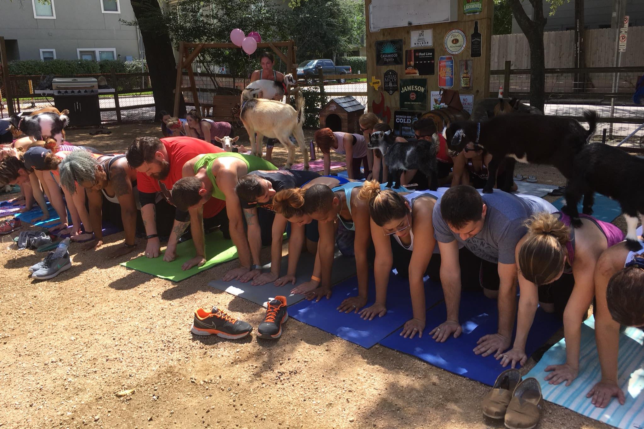 Goat Yoga Houston Christian's Tailgate (Kirby) Read Reviews and Book Classes on ClassPass
